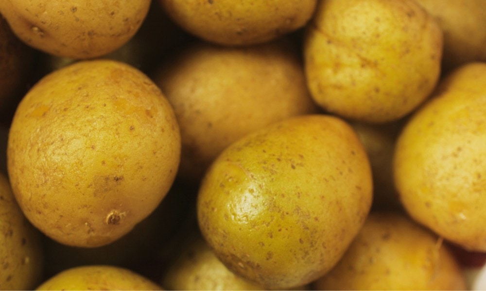 Yukon Golden Potatoes for French Fries